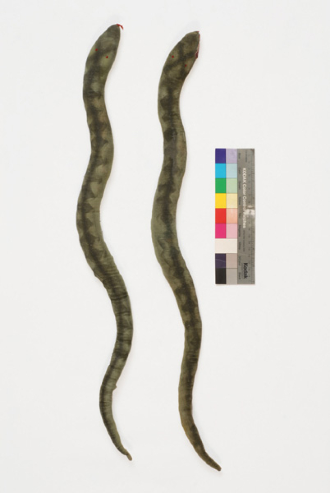 Pair of snakes
